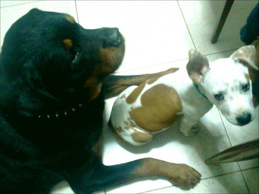 Diego es mi rottwailer,es super mimoso...bueno un sol de perro. Diego es mi rottwailer,es super mimoso...bueno un sol de perro.